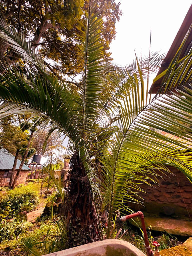 Naiberi River Campsite and Resort - Kaptagat, Eldoret, Kenya